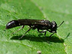 Square-headed Wasp
